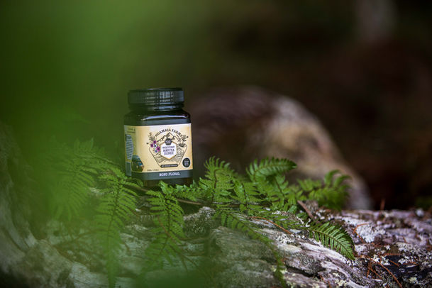 Close up of bees on a honeycomb