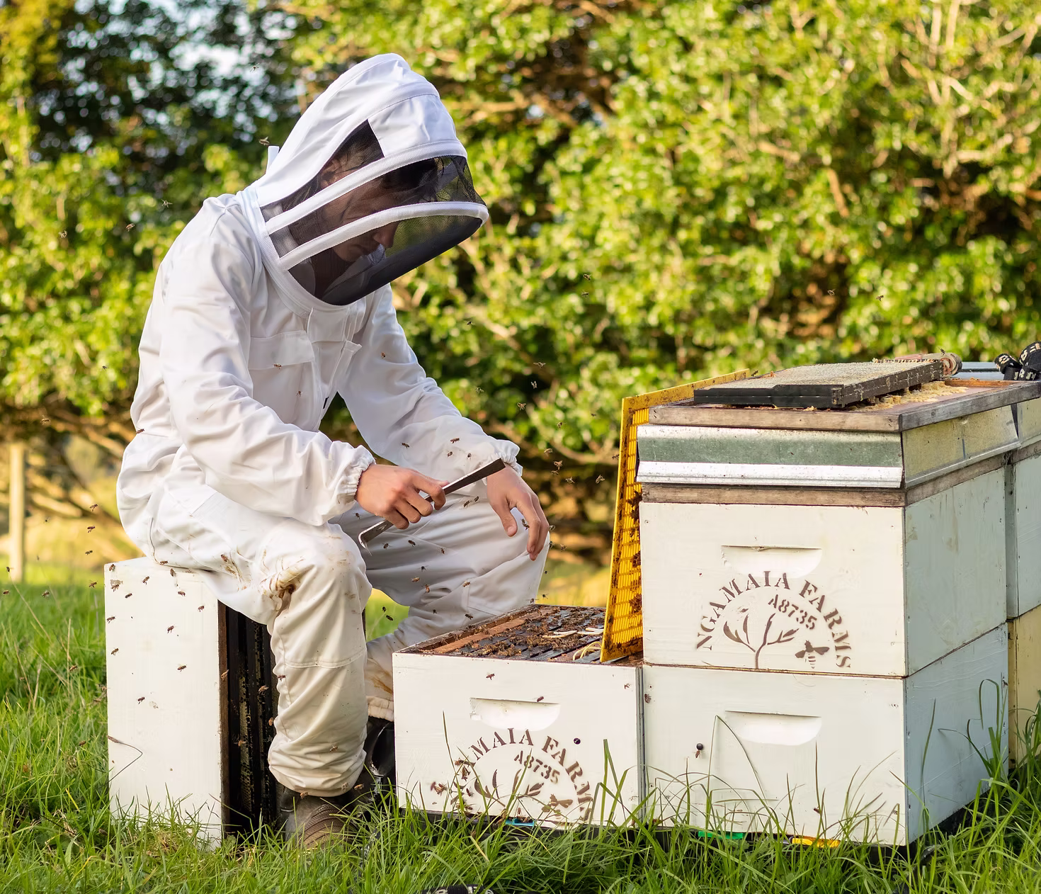 Green hills of New Zealand landscape